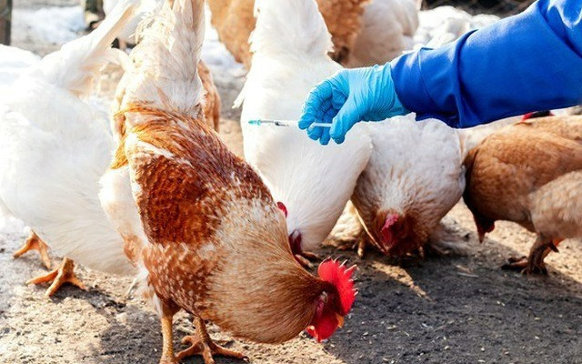 6 Cách phòng, chống dịch cúm A(H5N1)
