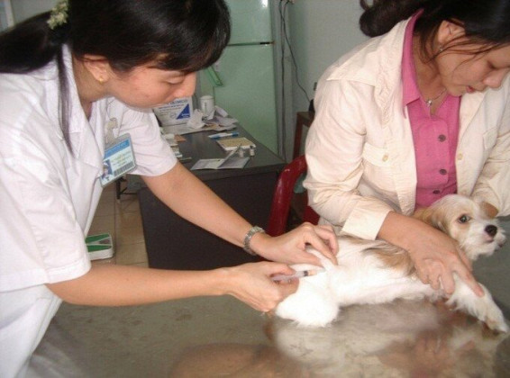 TP.HCM đạt chứng nhận vùng an toàn dịch bệnh động vật đối với bệnh dại