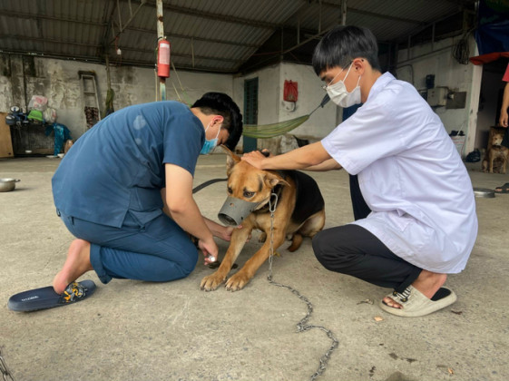 Thủ tướng Chính phủ: Tập trung thực hiện nghiêm công tác phòng, chống bệnh Dại