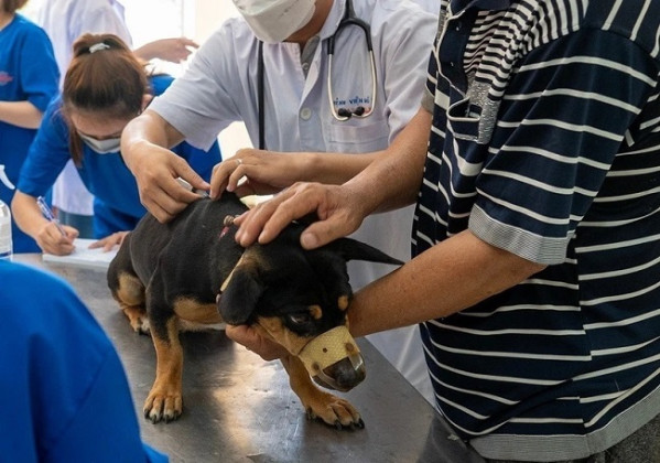 Quảng Ngãi: Thực hiện nghiêm công tác phòng, chống bệnh dại trên địa bàn tỉnh