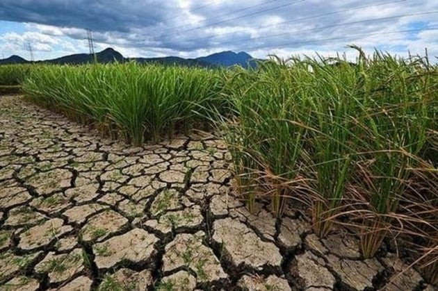 Tây Ninh: Tăng cường thực hiện các biện pháp phòng, chống nắng nóng, hạn, thiếu nước