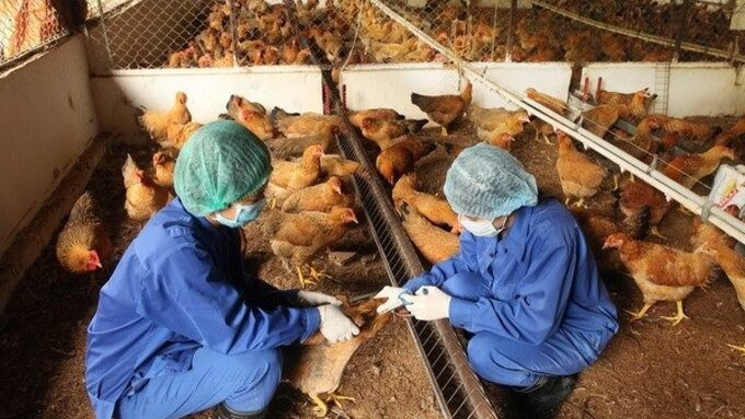 Tập trung tổ chức tiêm phòng vắc xin phòng bệnh cho đàn vật nuôi