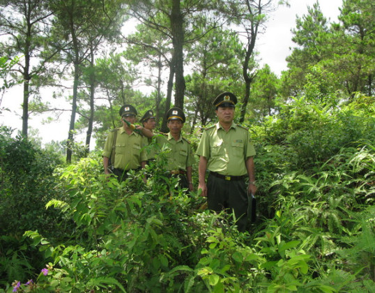 Tập trung thực hiện các giải pháp để quản lý, bảo vệ rừng và phòng cháy, chữa cháy rừng