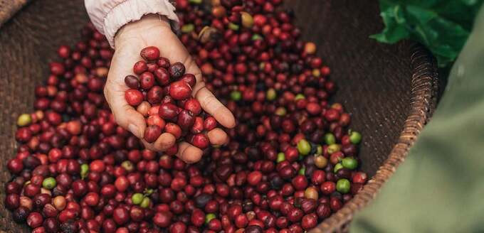 Chương trình NESCAFÉ Plan 2030: Tăng cường áp dụng nông nghiệp tái sinh, tăng năng suất và giảm phát thải khí nhà kính