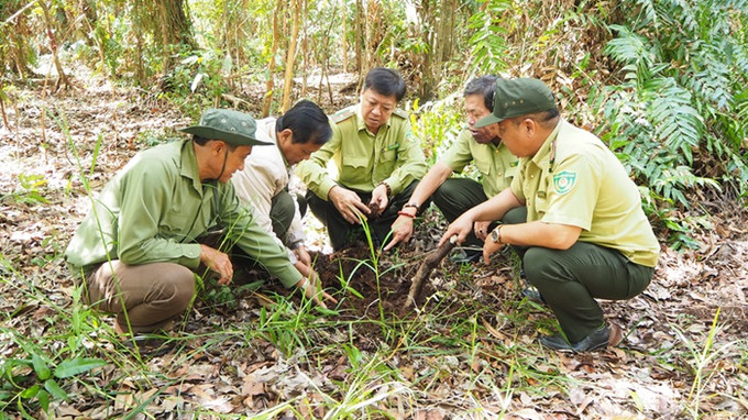 Cà Mau: Giảm nguy cơ cháy rừng vào đầu mùa mưa