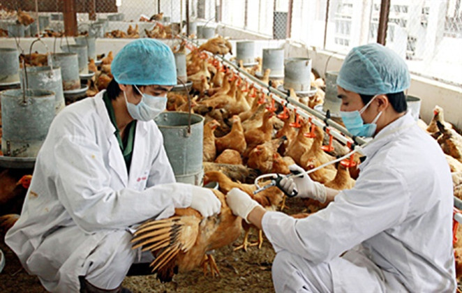 Các địa phương đang có dịch bệnh động vật cần công bố dịch sớm