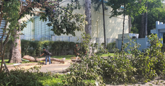 TP.HCM: Gãy nhánh cây ở công viên Tao Đàn khiến 2 người chết, 3 người bị thương