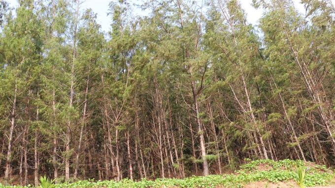 Trà Vinh: Phấn đấu trồng mới 50 ha rừng phòng hộ trong năm 2025
