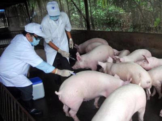 Tiên Giang: Triển khai tiêm phòng 3.000 liều vắc xin dịch tả lợn Châu Phi từ ngày 10/8 đến 10/10/2024