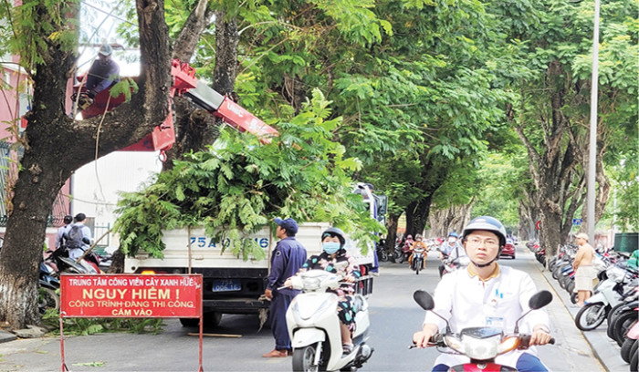 Thừa Thiên Huế: Cắt tỉa cây xanh để đảm bảo an toàn trước mùa mưa bão trên địa bàn TP. Huế