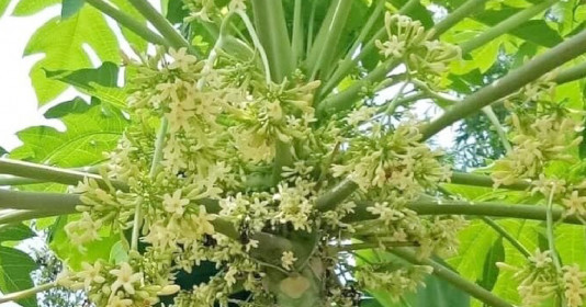 Bảo bối sức khỏe ẩn trong "của lạ" thiên nhiên