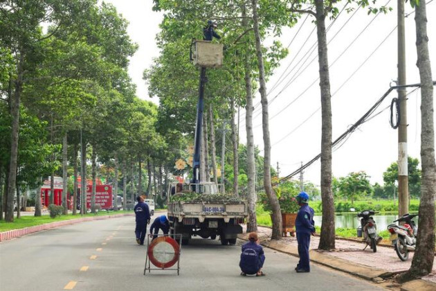 Trà Vinh: Đảm bảo an toàn trong quản lý cây xanh đô thị