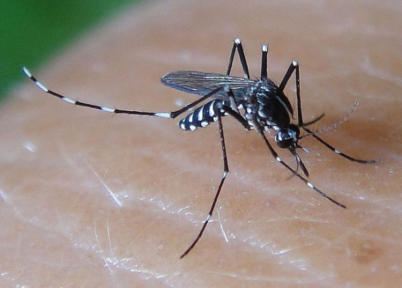 Kon Tum: Tăng cường công tác vệ sinh môi trường - phòng, chống dịch sốt xuất huyết Dengue