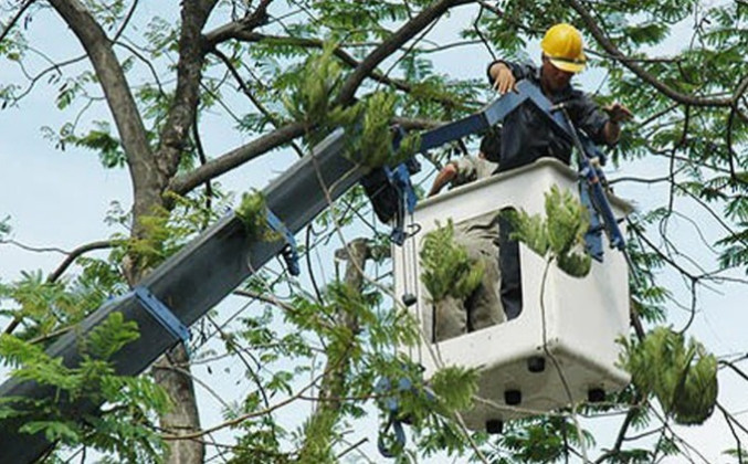 Tây Ninh: Bảo đảm an toàn trong công tác quản lý cây xanh đô thị