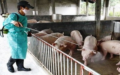 Bình Thuận: Chủ động thực hiện các giải pháp ngăn chặn dịch bệnh nguy hiểm trên động vật