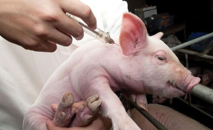 Kon Tum: Tăng cường các biện pháp phòng, chống dịch bệnh và tiêm phòng vắc xin cho đàn vật nuôi
