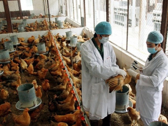 Tây Ninh: Không để phát sinh và lây lan trên diện rộng các loại dịch bệnh động vật