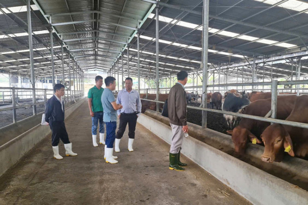 Gia Lai: Xây dựng cơ sở chăn nuôi an toàn dịch bệnh