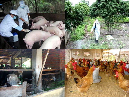 Đắk Lắk: Tăng cường công tác phòng, chống dịch bệnh trên đàn vật nuôi trước, trong và sau Tết Nguyên đán Ất Tỵ 2025