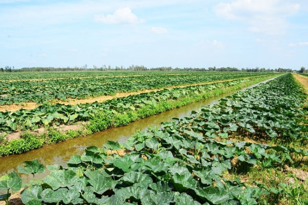 Cà Mau: Đảm bảo nguồn nước phục vụ sản xuất nông nghiệp và dân sinh, phòng, chống hạn hán, xâm nhập mặn mùa khô năm 2024 – 2025
