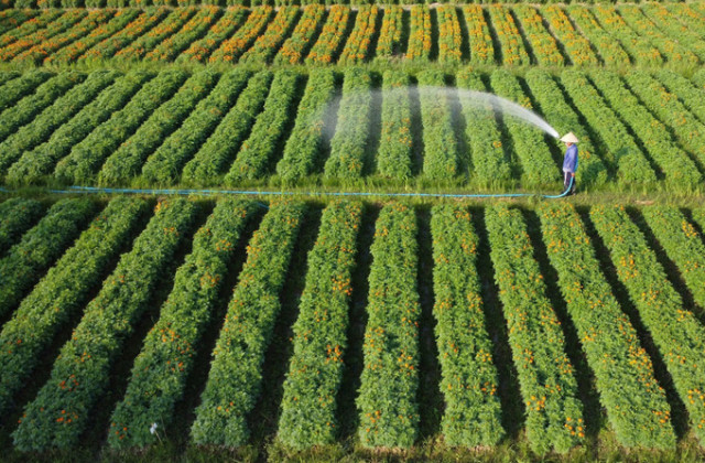 Bình Dương: Làng hoa Tân Ba rực rỡ sắc xuân, chào đón Tết Ất Tỵ 2025
