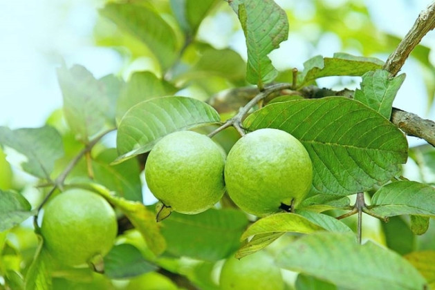 Quả ổi và lá ổi giúp giảm cân sau Tết hiệu quả