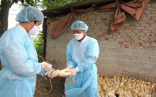Cần Thơ: Tăng cường công tác phòng, chống dịch bệnh cúm gia cầm