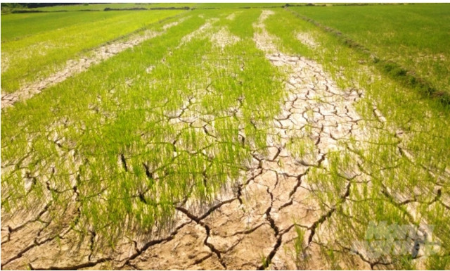 Kon Tum: Tăng cường công tác phòng, chống hạn hán, thiếu nước mùa khô năm 2025