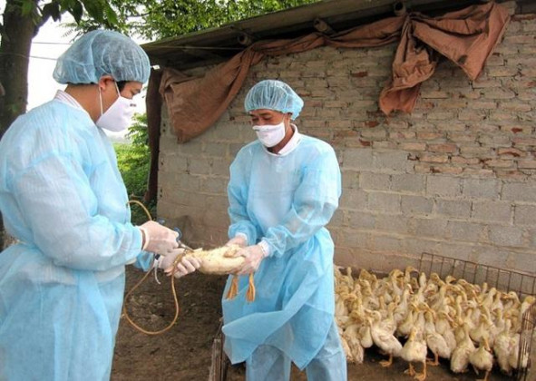 Quảng Ngãi: Tăng cường công tác phòng, chống dịch bệnh và triển khai tiêm phòng vắc xin cho đàn gia súc, gia cầm