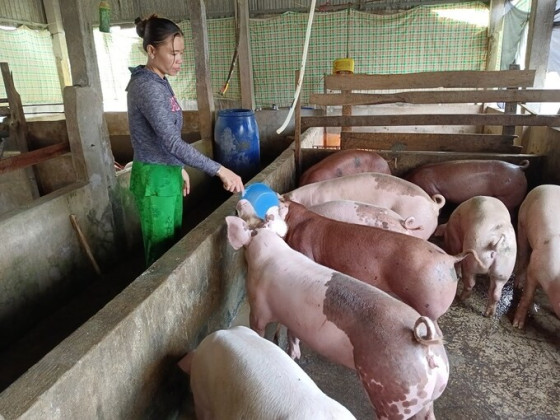 Cà Mau: Tăng cường công tác phòng, chống dịch bệnh động vật