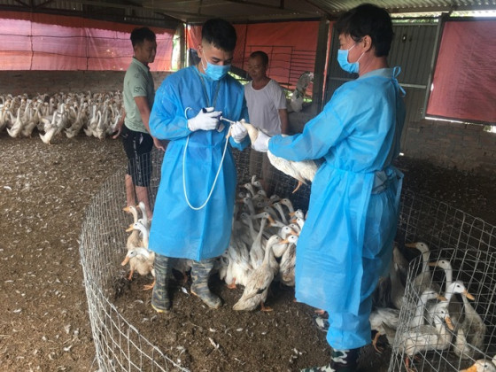 An Giang: Triển khai đồng bộ, quyết liệt, có hiệu quả các giải pháp phòng, chống dịch bệnh gia súc, gia cầm