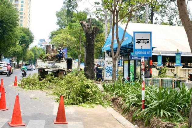 TP. HCM: Chấn chỉnh tình trạng cải tạo vỉa hè làm hàng loạt cây xanh bị hỏng rễ