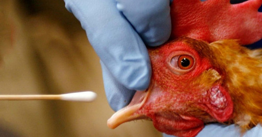 Bé gái 8 tuổi nhiễm cúm gia cầm H5N1 sau khi tiếp xúc với gà chết