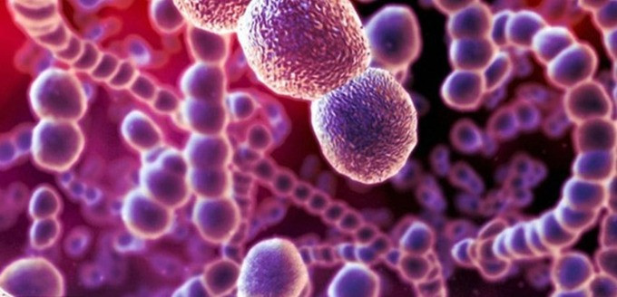 Liên cầu lợn: Mối nguy hiểm ẩn sau những món ăn ưa thích
