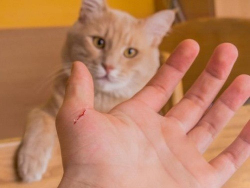 Cảnh báo về bệnh dại: Mèo cắn cũng nguy hiểm như chó cắn