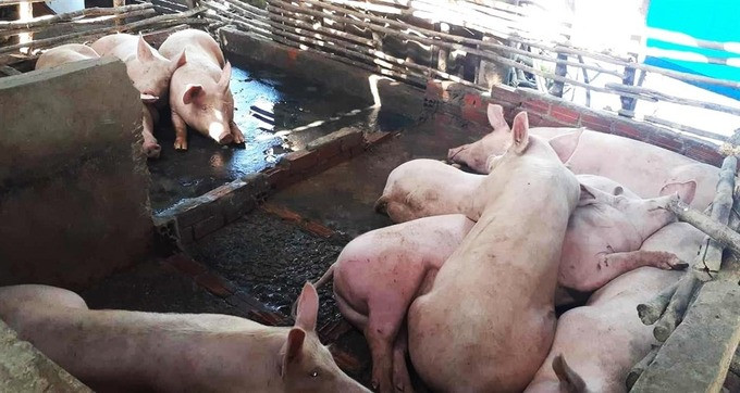 Cà Mau chấn chỉnh quản lý hoạt động giết mổ, tăng cường phòng chống dịch bệnh động vật