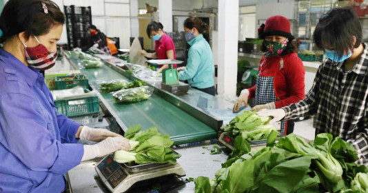 Hà Nội phát triển 29 chuỗi liên kết sản xuất – tiêu thụ nông sản, thúc đẩy nông nghiệp sạch và bền vững