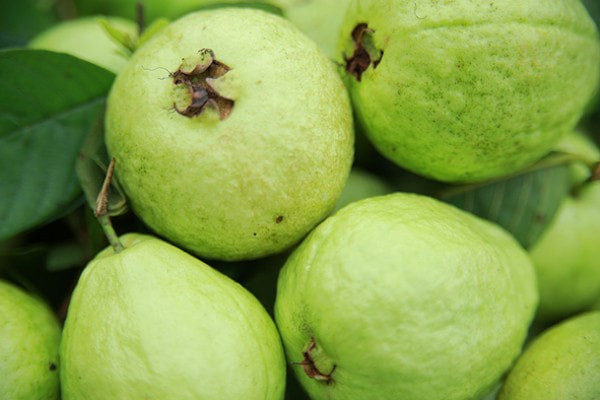 Ổi "siêu thực phẩm" giúp phòng chống ung thư, bảo vệ tim mạch, tăng miễn dịch