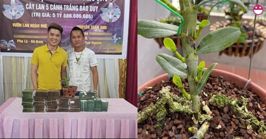 Đại gia Thái Nguyên quyết tâm bỏ 5,6 tỷ đồng mua lại một cây lan nhìn như cọng rau muống