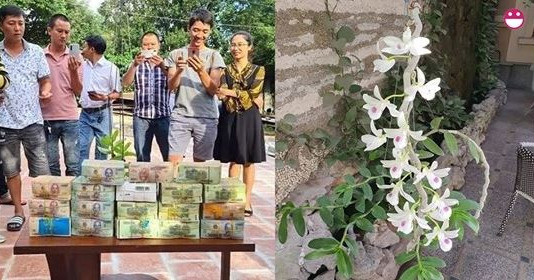 Xôn xao với thương vụ mua lan ĸʜủɴɡ nhất Việt Nam, chỉ một cảnh lan nhỏ có giá lên đến 83 tỷ