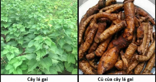 Củ gai tươi có tác dụng tốt cho bà bầu bị động thai giúp an thai, dưỡng thai