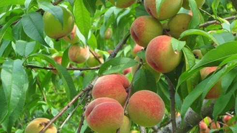 Bà bầu ăn đào có được không? Mách mẹ cách ăn đào đúng cách và hợp lý