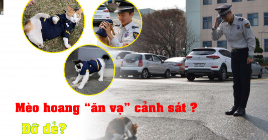 Mèo hoang có chửa đến đồn cảnh sát "ăn vạ" bắt họ đỡ đẻ và nuôi con