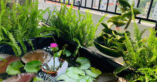 Cô gái xinh đẹp chia sẻ cách làm hồ hoa súng trên sân thượng không cần xây bể vô cùng bắt mắt