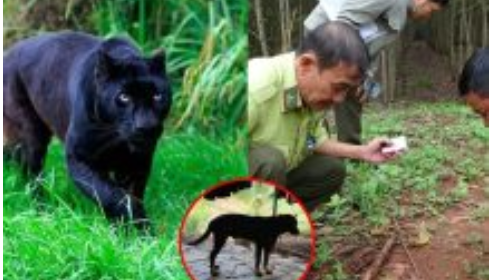 Vén màn bí ẩn vụ 2 con báo đen xuất hiện ở Đồng Nai làm người dân lo lắng từ hôm qua đến nay