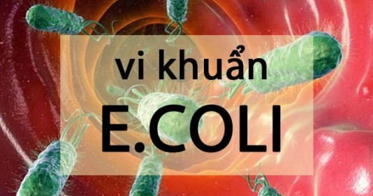 Sự thật ít ai biết về Vi khuẩn E.coli