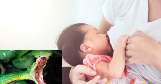  Rắn có thích mùi sữa mẹ như "lời đồn"? Chị em cần đọc ngay