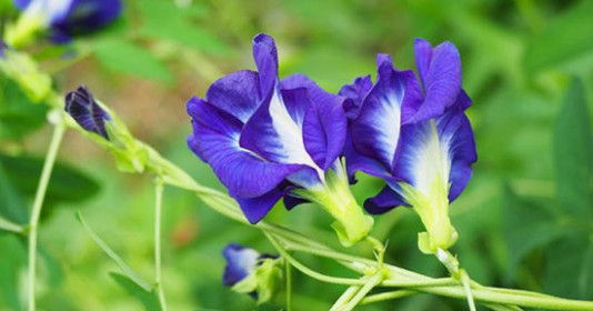 Công Dụng Của Hoa Đậu Biếc