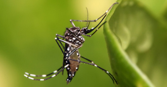 Cách bảo vệ bản thân trước dịch Chikungunya đang bùng phát mạnh ở miền Nam Trung Quốc