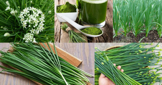 Lá hẹ - loại rau gia vị đem lại nhiều lợi ích cho sức khỏe